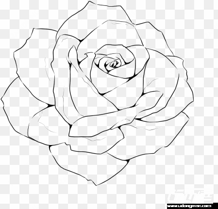 rose line drawing template - realistic rose outline drawing