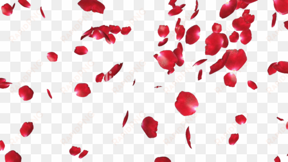 rose petals png file - rose petals transparent png