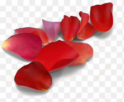 rose petals png picture - red rose petal png