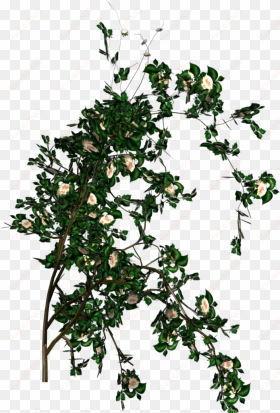 rose - roses tree png