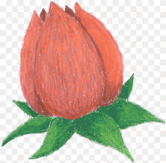 rosebud - flower bud clip art
