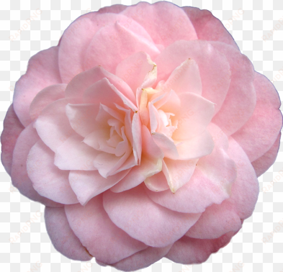 Rosegold Aesthetic Rose Freetoedit - Transparent Flowers transparent png image
