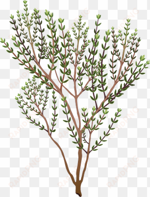 rosemary clipart - thyme clipart