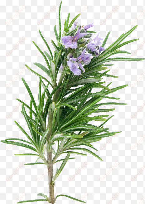 Rosemary Dreamstime 4816275 - Rosemary Leaf Png transparent png image