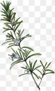 rosemary plant png - rosemary plant illustration png