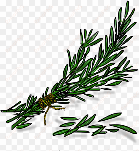 rosemary - rosemary transparent png