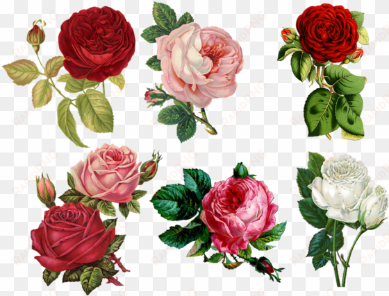 roses, collage, sheet, vintage, antique, painted - flower wallpaper iphone