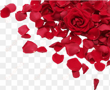 roses, petals - red rose petal png