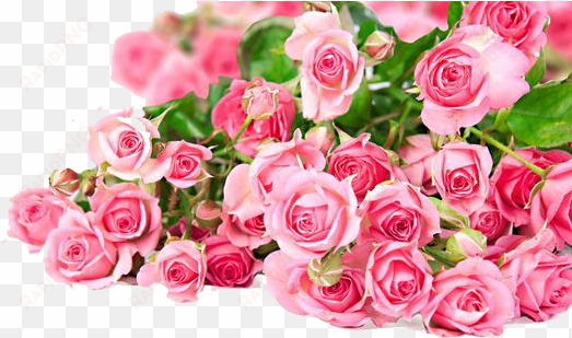 roses photos mart - pink rose full hd