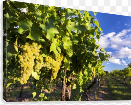 rows of grape vines with white grapes highlighted by