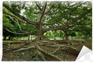 royal botanical gardens, peradeniya