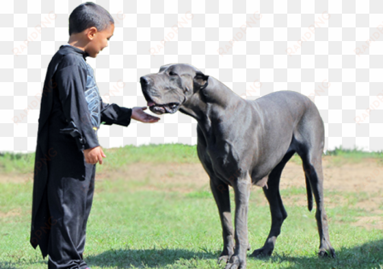 royal elite's great dane dam - royal dog great dane