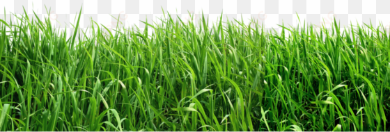 royalty free download png picture gallery yopriceville - grass png file