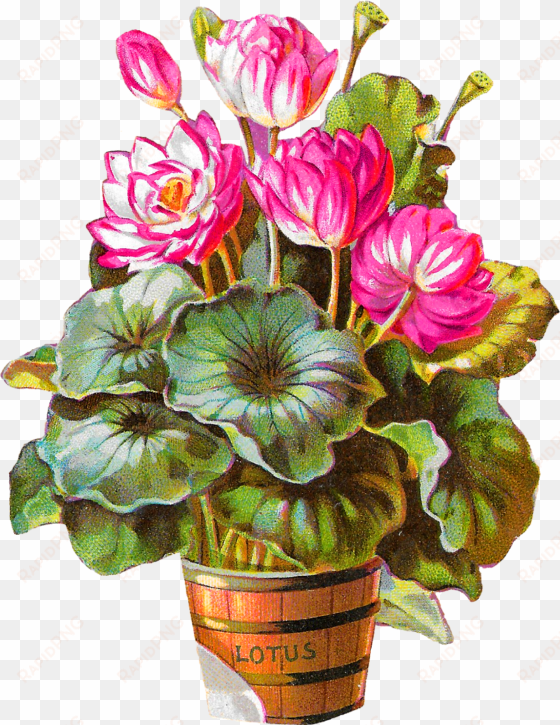 royalty-free lotus flower potted plant barrel clip - clip art
