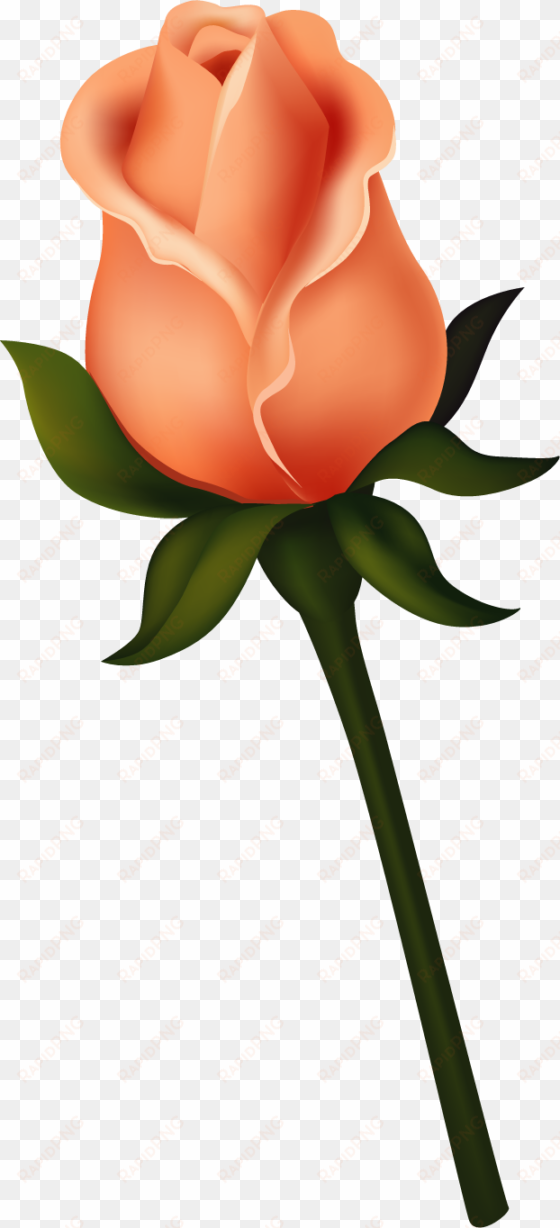 ruže « category - rose bud clip art
