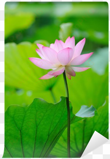 sacred lotus