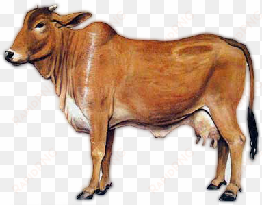 sahiwal cow png image - a2 milk cow