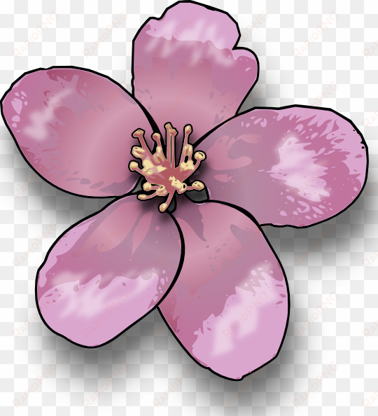 sakura clipart apple blossom - blossoms clipart