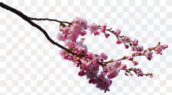 sakura tree branches png