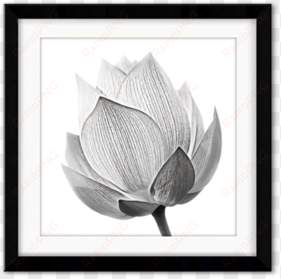 sale delicate perfection - lotus bud shutterstock black and white