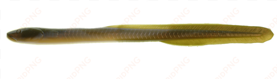 saltwater 10" eel - waxworm
