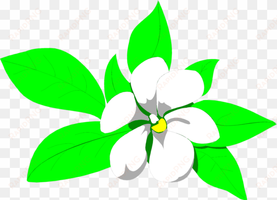 sampaguita drawing at getdrawings - jasmine flower clipart