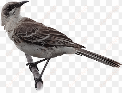 san cristobal mockingbird - northern mockingbird