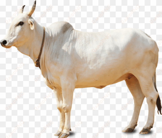 Sapi Qurban Video - Indian Cow Png transparent png image