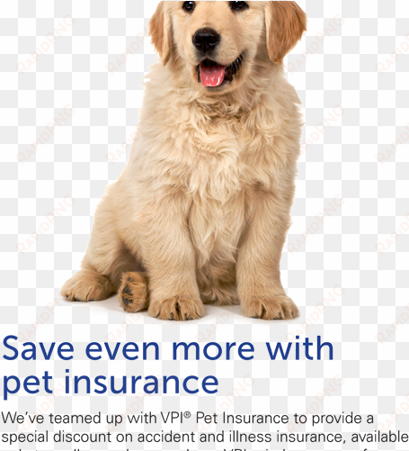 save even more with pet insurance puppy - happy puppy and kitten png
