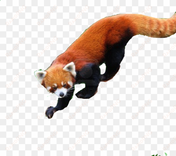 save red panda - glogster