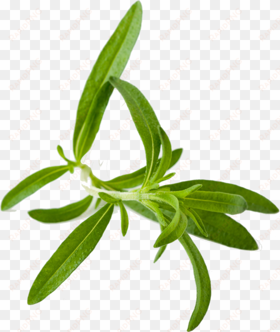 savory herb png