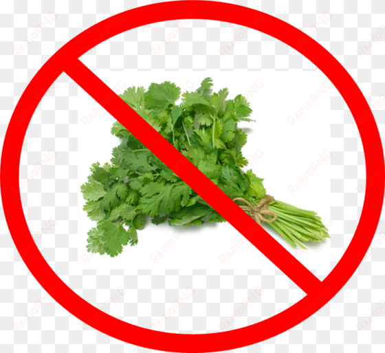 say no to cilantro - coriander (cilantro) slo-bolting herb seed