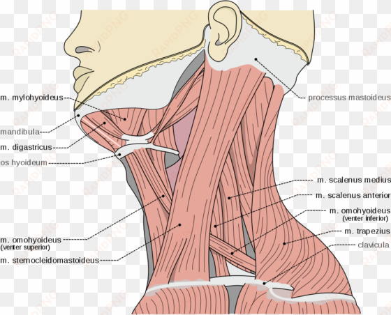 scalene muscles scalene muscles - m digastricus venter posterior