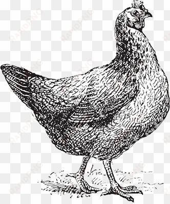 scarlet hen