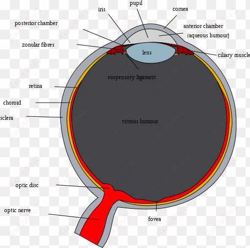 schematic diagram of the human eye with english annotations - original human eye diagram