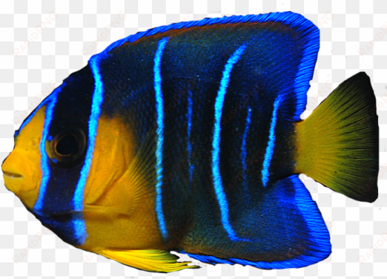 school of fish png - angel fish transparent