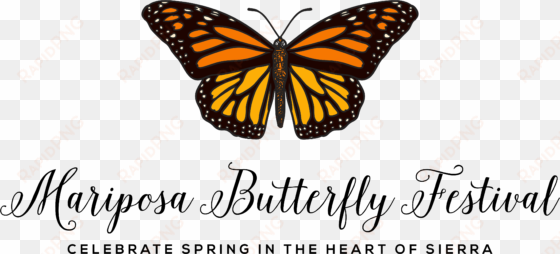 scientific american mariposa butterfly festival - nobody told me what beautiful looked like