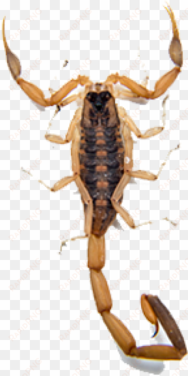 scorpion png free download - brown scorpion transparent background
