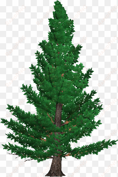 scots pine 3 - christmas tree