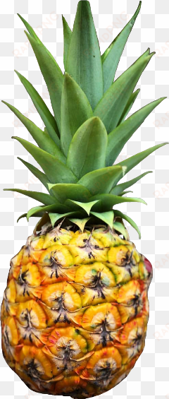 scpineapple pineapple freetoedit fruit tropical - pineapple