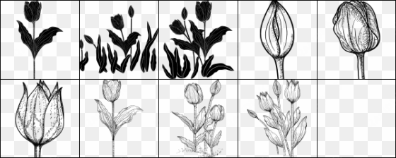 screenshort - photoshop tulip brush