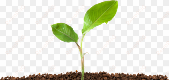 scroll down to get started > - plant in soil png