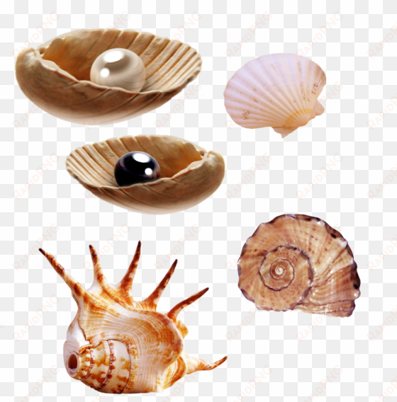 sea creatures png by pngimagesfree - clip art for sea creatures