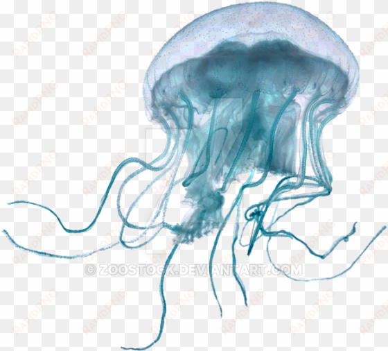 sea jellyfish on a transparent background - transparent background jellyfish transparent