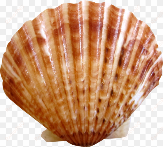 sea ocean shell png image - shell png transparent