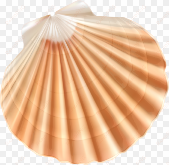 sea shell png