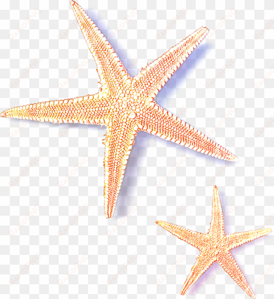 sea star transparent images - transparent starfish