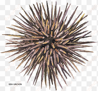 sea urchin shower curtain