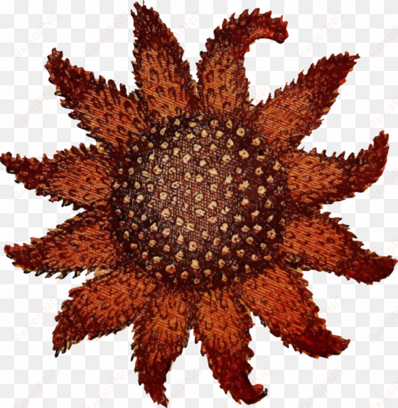 sea urchin starfish sunflower sea star echinoderm drawing - sunflower sea star png