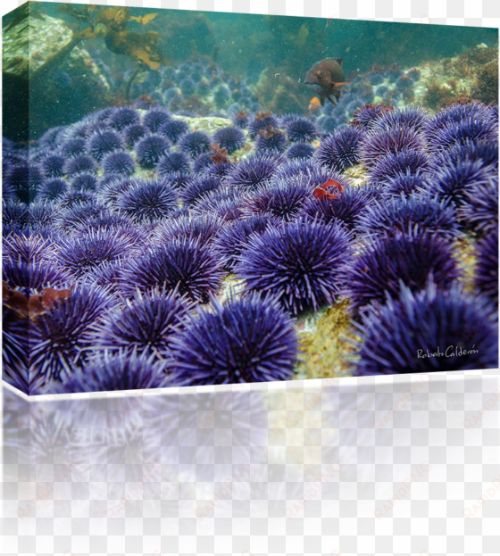 sea urchins - sea urchin